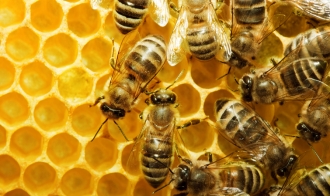 Комісія шукатиме, хто труїть бджіл у Рівному та Квасилові