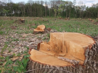 Лісогосподарське підприємство сплатить селу майже 400 тисяч – за зрубані дерева