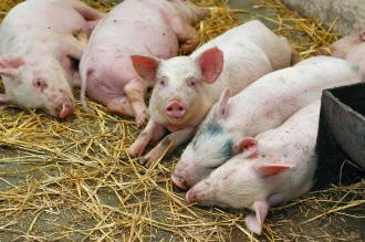Місія Євросоюзу зацікавилась африканською чумою рівненських свиней 