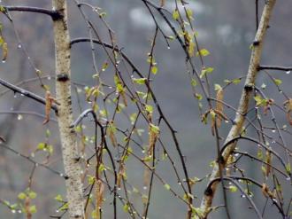 На Благовіщення опадів не буде