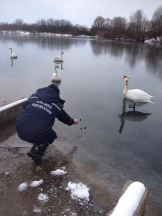 На Дворецькій врятували лебедів