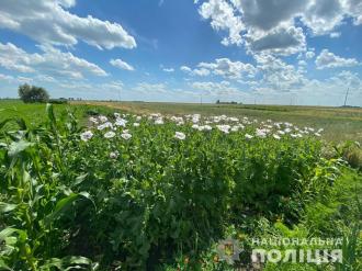 На Рівненщині поліція рве і знищує мак та коноплі (ФОТО)