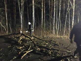 На виїзді на Рівненщину дерево звалилось на дорогу – авто встигло «проскочити» (ФОТО)