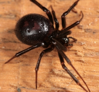 Рівнянам пояснили, чи небезпечний великий чорний павук