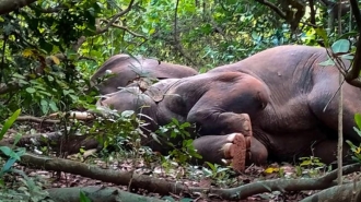 Слони в Індії напились лікеру і заснули в лісі
