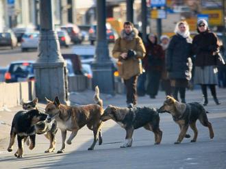 Собак незабаром будуть відловлювати. Щоб стерилізувати