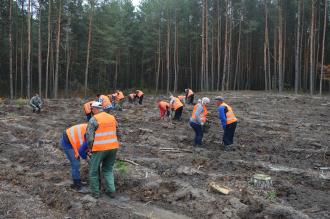 Лісгоспи відзвітували, скільки дерев посадять на місці зрубаних