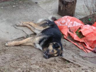 У дачному масиві поблизу Рівного жорстоко вбивають безпритульних тварин – зоозахисники