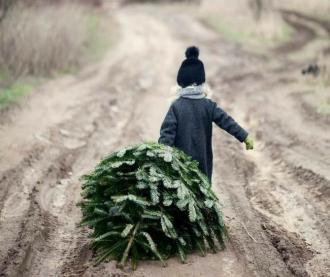 У мешканців Здолбунова просять не викидати на смітник ялинки, а віддати для доброї справи