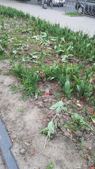 У центрі Рівного на клумбі знищили усі тюльпани (ФОТО)