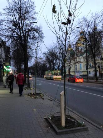 У центрі Рівного висадили 30 нових дерев (ФОТО) (ВІДЕО)