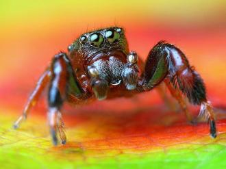 У Великобританії зафіксували рідкісний вид стрибучих павуків
