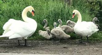 У водоймах на Рівненщині селяться лебеді