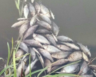 У водоймі в Рівному загинули сотні рибин – рибалки шоковані (ФОТО)