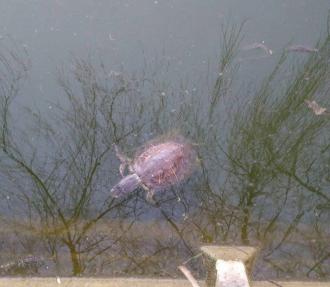 В озері на «Лебединці» померла риба та черепаха (ФОТОФАКТ)