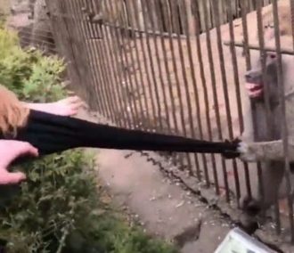 Віддай руку! Жінка ледве врятувалася від мавпи в зоопарку