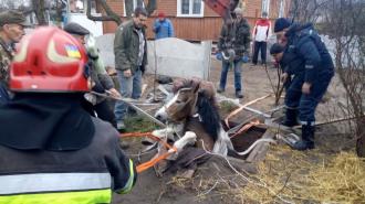 З силосної ями скакуна витянули рятувальники