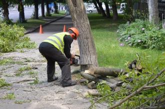 Заборонити обрізувати дерева?