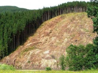 Знімки з космосу показали, де найбільше вирубали лісів. Лідирує серед областей Рівненщина 