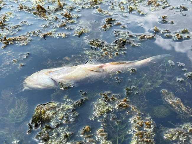 Багато мертвої риби спливло на водоймі в Решуцьку