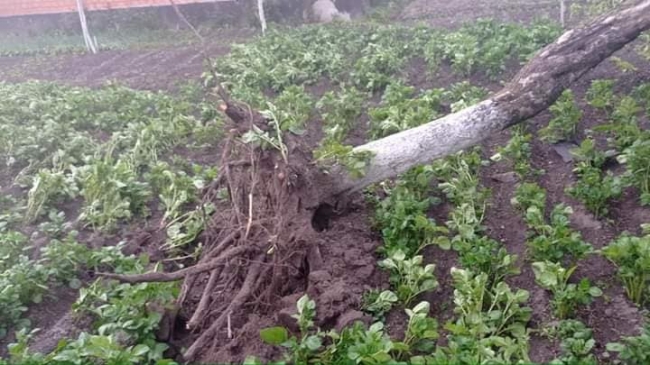 Буревій на Рівненщині виривав дерева і трощив дахи (ФОТО)