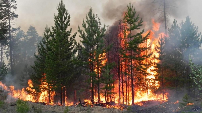 Через спеку на Рівненщині збільшився ризик виникнення пожеж