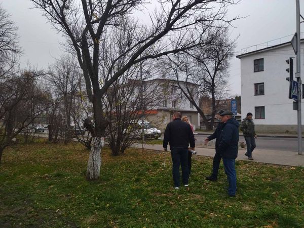 Чиновники дозволити зрізати майже 70 аварійних дерев на Костопільщині