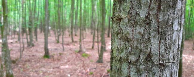 День працівника лісу: кілька фактів про ліси Рівненщини, яких ви могли не знати