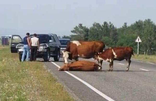 Директор молокозаводу  подасть позов в суд на водійку позашляховика, яка збила на смерть корову 