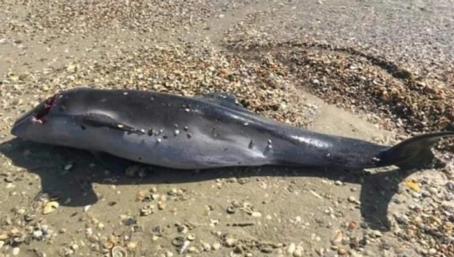Екологи б’ють на сполох: рашисти «денацифікують» дельфінів Чорного моря