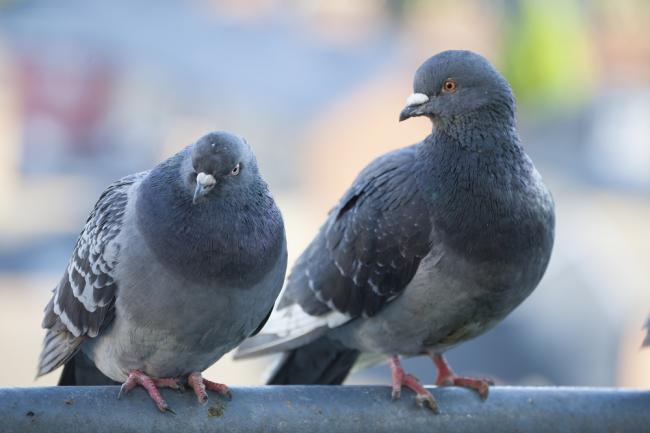 Експерти встановили причину загибелі голубів у Рівному