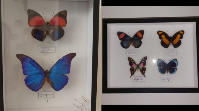 Француз подарував Дубенському замку колекцію екзотичних метеликів