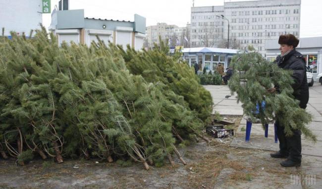 Голова ОТГ має прохання до нардепів: заборонити зрубувати та продавати хвойні дерева в Україні