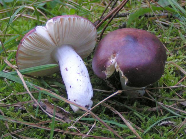 Їли «сироїжки» та «парасольки»: троє мешканців Рівненщини отруїлись грибами