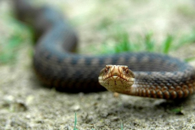 На Березнівщині змія також вкусила жінку за палець