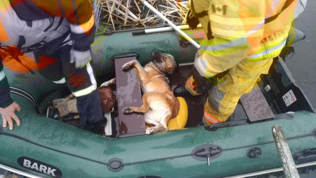 На Млинівщині врятували пса, який тонув у річці