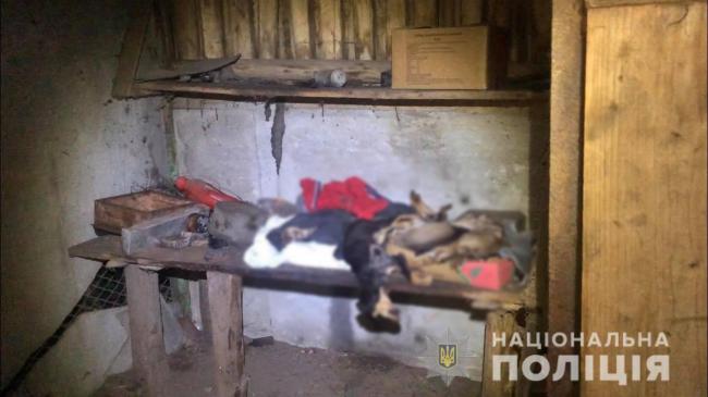  На подвір’ї сільської хати в Здолбунівському районі знайшли мертвих собак