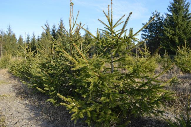 На Рівненщині лісники уже заробили мільйон на новорічних деревах