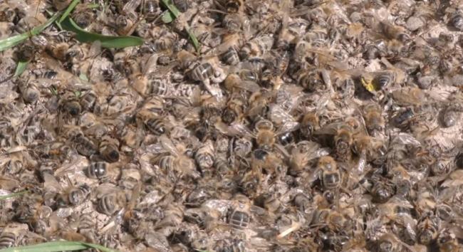 На Рівненщині пасічники жаліються, що їх бджіл масово труять (ВІДЕО)