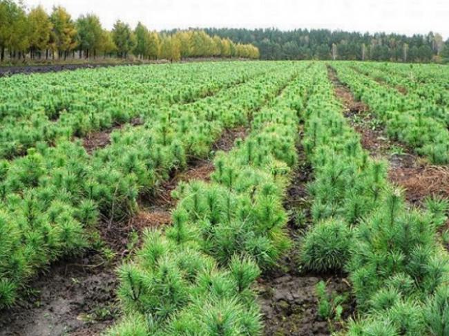 На Рівненщині висадили більше 3 тисяч гектарів лісу