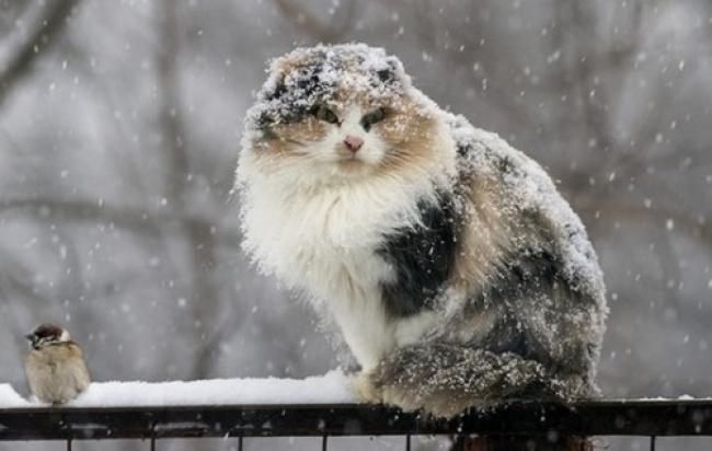  На Рівненщині за ніч випало 50% місячної норми снігу