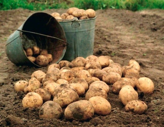 На Рівненщині збирають урожай картоплі: є перші жертви