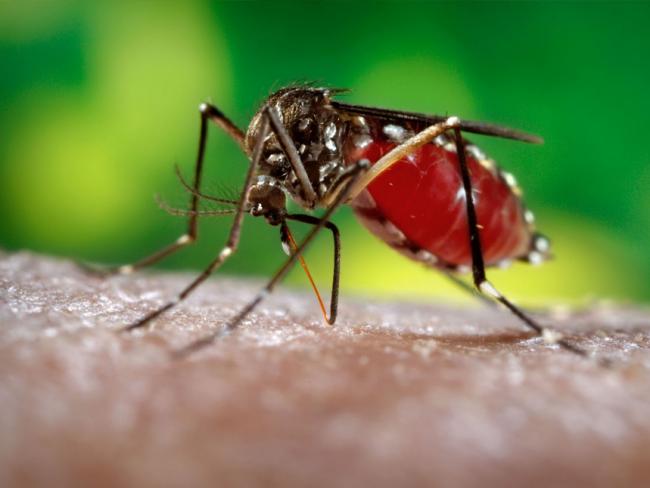 На Рівненщину завезли тропічну малярію