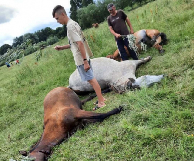 На Сарненщині блискавка убила трьох коней