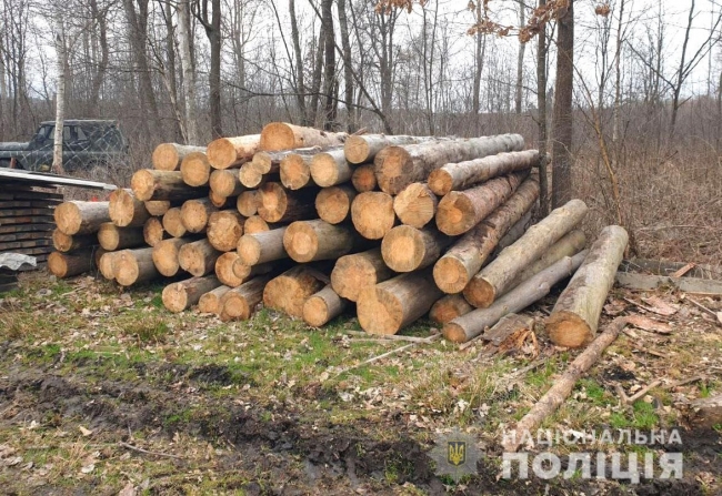 На Сарненщині місцеві жителі продовжують незаконно вирубувати ліс