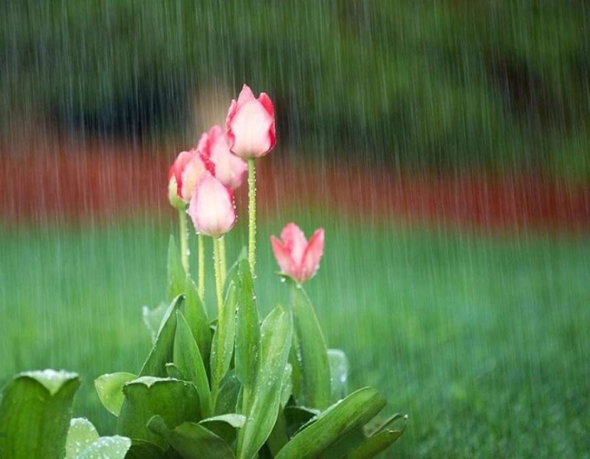 Не забудьте парасольку: сьогодні прогнозують дощі та грози 