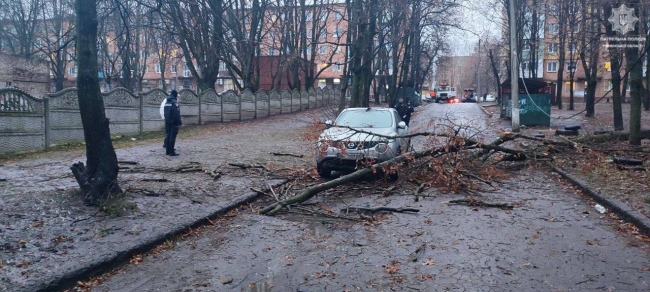 Неподалік ліцеїв у Рівному впало дерево на дорогу та обірвало лінії електропередач