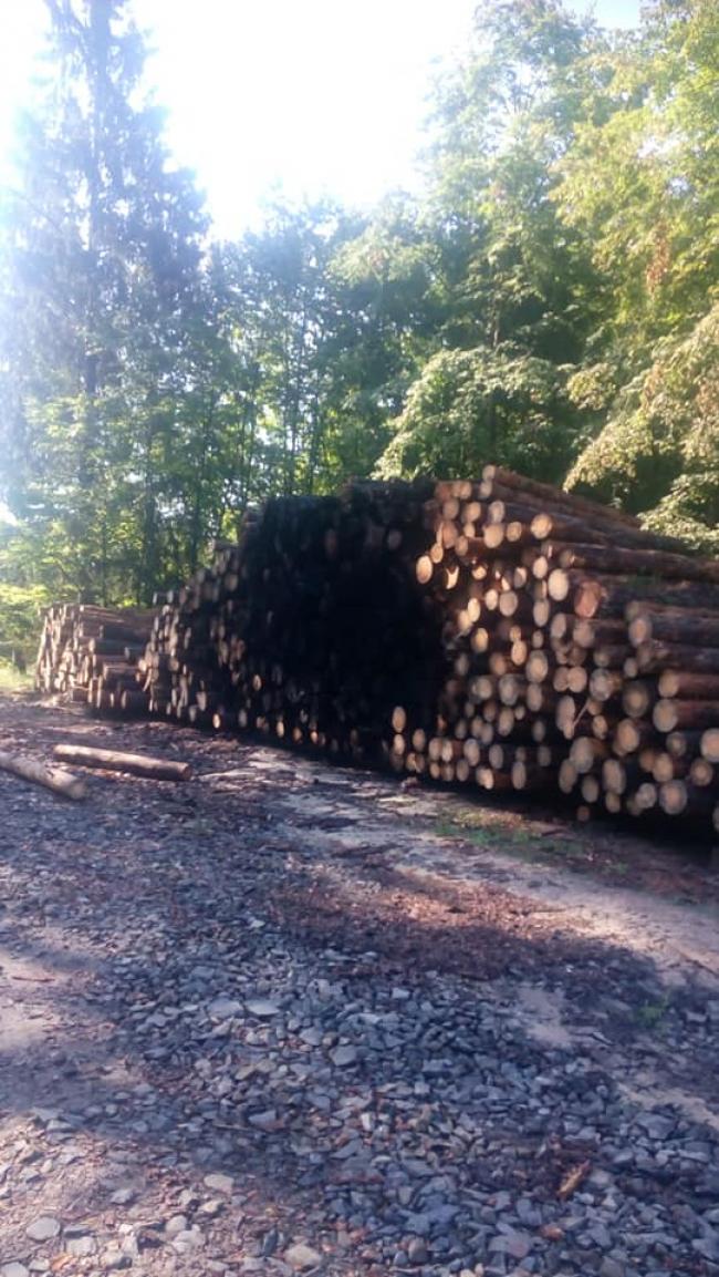 Невідомі підпалили деревину у лісництві