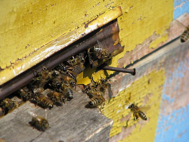 Під Рівним у пасічника загинула майже сотня роїв бджіл