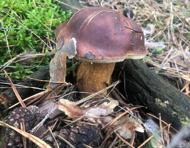 Після дощів на Рівненщині вродили гриби (ФОТО)